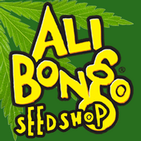 Ali Bongo Seeds discount